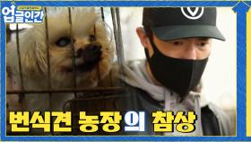 번식견 농장에 들어간 헤니와 스테파니 리가 본 참혹한 광경 | tvN 210403 방송