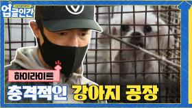 번식견 농장에 방치된 강아지들 구조에 나선 다니엘 헤니#highlight | tvN 210403 방송