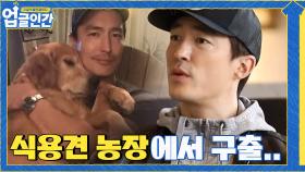 (안타까움) 식용견 농장에서 구출된 다니엘 헤니의 강아지들.. | tvN 210403 방송
