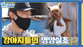 강아지들의 충격적인 영양 상태가 안타까운 다니엘 헤니 | tvN 210410 방송