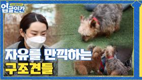 땅이 낯선 구조견들... 제대로 걸을 수 있을까? | tvN 210410 방송