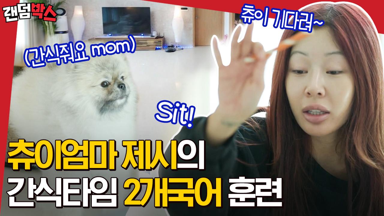 제시 (a.k.a 츄이맘) NEW 하우스 공개! 츄이 똑똑하고 귀엽고 다해ㅜㅜ🐶 | #온앤오프 #Diggle #랜덤박스 #유료광고포함 | ZUM TV