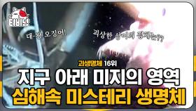 심해에 실존하는 괴생명체들의 정체는,,? 심해 공포증 유발하는 미스터리 괴생명체 15~16위 | #M16 | CJ ENM 141119 방송