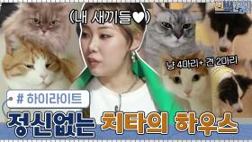 고양이 4마리+강아지 2마리 자식들과 함께 사는 정신없는 치타의 하우스 #highlight | tvN 210524 방송