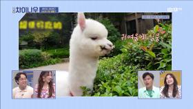 *귀여움 주의* 보고도 믿을 수 없는 놀라운 동물들♡ | 중화TV 210523 방송