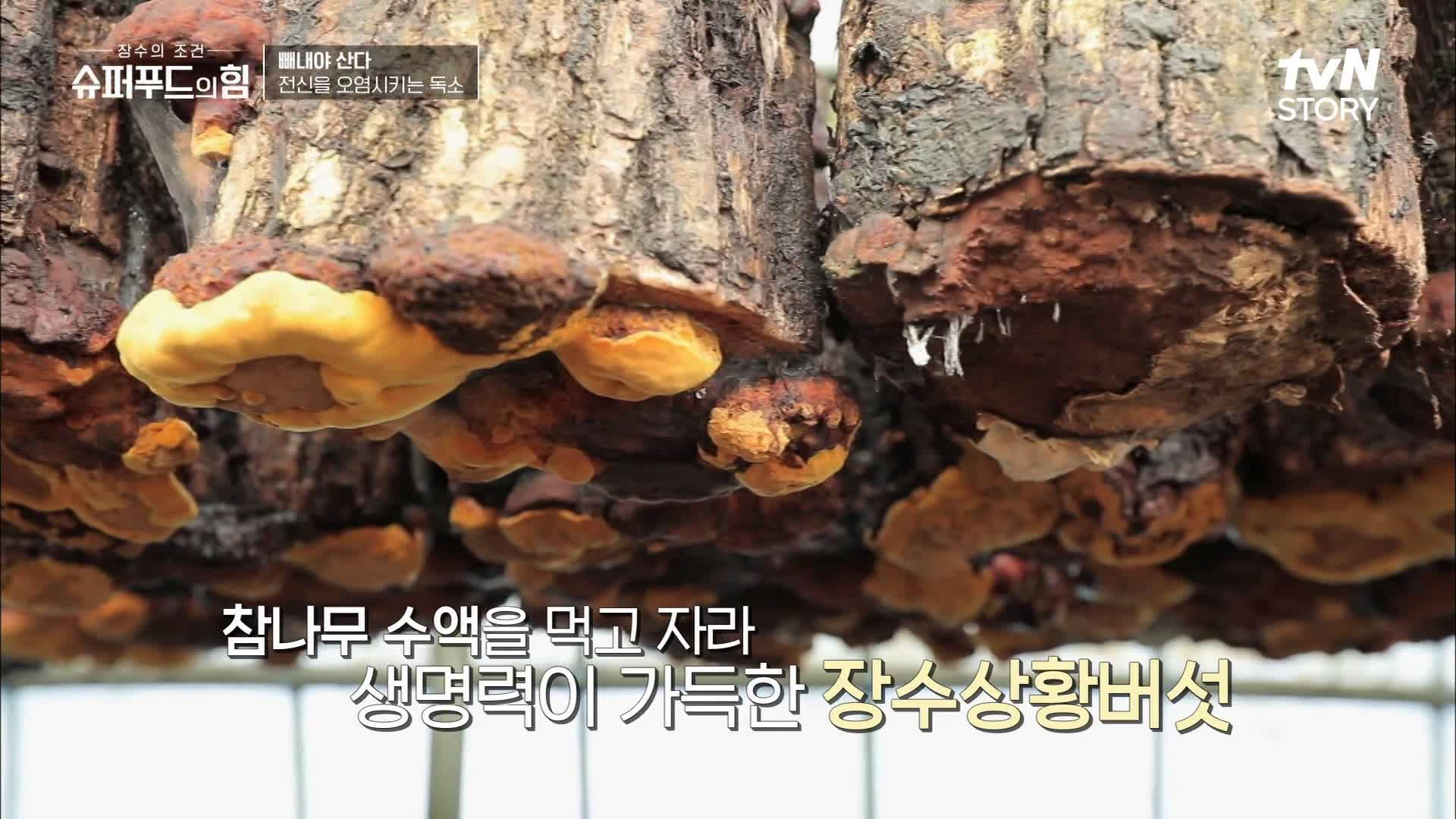 세포건강 강화는 물론 ‘수명연장’ 까지 도움을 준다는 슈퍼푸드 ‘장수상황버섯’ | tvN STORY 210820 방송 | ZUM TV