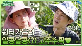 올해 정선 고추 당도 폭발하겠네.. 윈터가든의 알콩달콩(?) 고추 따기♡ | tvN 211022 방송