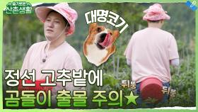 고추밭에 나타난 예능 곰돌이! (feat. 치명적인 대명코기의 뒷태) | tvN 211015 방송