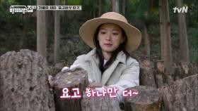 귀한 표고버섯이 한 가득~! 콧노래가 저절로 나오는 우희의 버섯 따기♪ | tvN 211125 방송