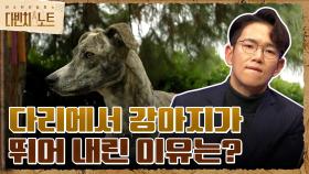 강아지가 뛰어내린 이유는 무엇일까? 직접 시각 & 청각 실험을 해본 결과는?! | tvN 211128 방송