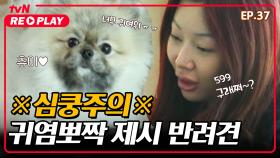 [온앤오프] ♥심쿵 주의♥ 뽀시래기 츄이(귀여워 엉엉ㅠㅜ)와 츄이맘 제시의 새집 적응기! | EP.37