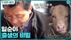 일순이의 출생의 비밀(?) 엄마의 사랑을 받지 못한 채 방치되었던 어린 송아지 | tvN 220414 방송