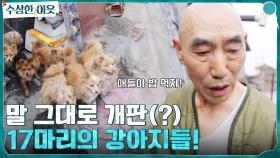 말 그대로 犬판(?) 17마리의 강아지와 함께 지내는 할아버지, 아니 스님? | tvN 220421 방송
