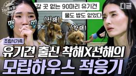 모립의 NEW 조립식 가족! 유기견 출신 '착해X선해'와 친해지기 프로젝트🐶 앞으로도 모립과 건강하게 잘 지내야한다~ | #조립식가족 #지금꼭볼동영상