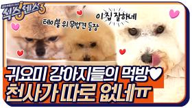 펫 다이닝 추리에 도움을 줄 귀요미 강아지들의 먹방❤ 천사가 따로 없네ㅠ | tvN 220610 방송