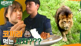 ※충격※ 사자는 주기적으로 코끼리 똥을 먹는다?! (feat. 리액션 맛집) | tvN 220811 방송