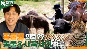 오늘의 의뢰 장소는 동물원?? 동물 & 사육사의 하루 공개!! (+얼룩말&북극곰의 피부색은?) | tvN 220811 방송