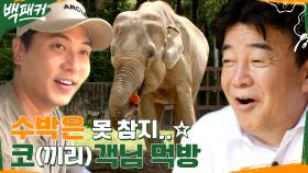★코끼리의 수박 화채 먹방★ 코객님의 만족에 뿌듯한 백패커즈(●'◡'●) | tvN 220811 방송