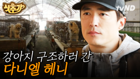 한국말만 알아듣는다는 🐕🐕 아빠 다니엘 헤니, 이번에는 강아지 공장에서의 공조 작전💥 사지 말고 입양 하세요! | #업글인간 #샷추가