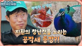 캠핑장에서 야생 동물이 나왔다?! 밥상 탐내는(?) 공작새와 신경전 벌이는 유해진 | tvN 220914 방송
