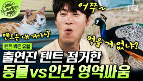 평화로운 유럽에 긴장감을 냥🐱 나가라고 손짓했는데 노는 줄 알고 신난 동물들ㅋㅋ 그거 아니라고…가달라고…🥰 | #텐트밖은유럽 #지금꼭볼동영상