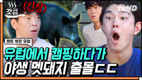 멧돼지야 너.. 혼자 왔니?💥 캠핑장에 나타난 초대 받지 못한 손님ㄷㄷ 1분 1초가 아쉽게 진선규 놀리는 장꾸 유해진ㅋㅋㅋ🤣 | #텐트밖은유럽 #갓구운클립