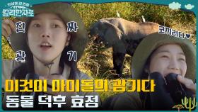 //흥분// 코끼리 & 하이에나에 광기 나온 동물 덕후 효정🐘ㅋㅋ | tvN 221112 방송