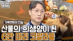 우연히 불구덩이 속으로 들어가는 코알라...산불로 6만 마리가 희생된 죄 없는 코알라들 | tvN 221129 방송