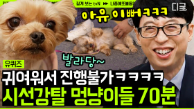 (70분) 배 긁어주는 남자 조셉과 함께한 시선 강탈 유퀴즈 반려견🐶 그리고 조금 큰… 고양이🐯 | #유퀴즈온더블럭 #나중에또볼동영상