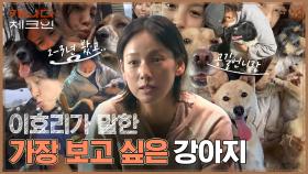 이효리가 가장 보고 싶은 강아지는!? 이효리의 캐나다 버킷 리스트 (ft. 이동 봉사) | tvN 221217 방송
