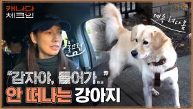 이제는 안녕~ 새 가족과 만난 '감자'! 자꾸 이효리만 쳐다보는 감자에 효리는! | tvN 221217 방송