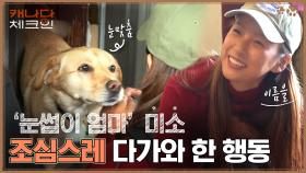 '눈썹이 엄마' 미소, 조심스레 다가와 냄새 맡는! 보호자가 미소 이름을 바꾸지 않은 이유 (ft. 넌 뭐니ㅋㅋ) | tvN 221224 방송