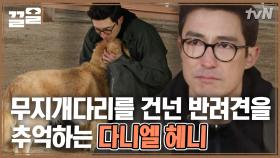 우리 망고 같아… 조용히 구석에 있던 레트리버가 신경 쓰인 다니엘 헤니🐕 | 업글인간