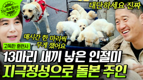 인절미들이 여기 있었네! 새끼를 13마리 낳은 레트리버🐕 무게를 하나씩 재 지극 정성으로 키운 부부! | #고독한훈련사 #지금꼭볼동영상