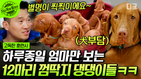 꼬리 헬리콥터가 12배💫 껌딱지처럼 붙어있는 벨크로 독 비즐라🐶 강아지 12마리와 함께하는 행복 | #고독한훈련사 #지금꼭볼동영상