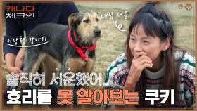 솔직히 서운했어.. '이상형 강아지' 쿠키가 효리를 못 알아 볼 때ㅠㅠ | tvN 230121 방송