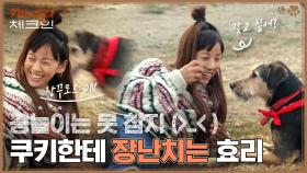 장꾸들의 만남 ㅋㅋ 공으로 장난치는 효리에 쿠키의 반응은⁉ #유료광고포함 | tvN 230121 방송