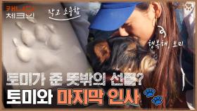 (감동) 토미가 효리에게 준 선물..?🐾 다가온 토미와의 이별ㅠㅠ | tvN 230121 방송