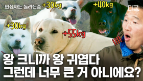 빅 브리더❗ 13마리나 건강하게 출산한 리트리버 등장!🐶 그런데 너무 크다.. 강형욱도 깜짝 놀란 주인공? | #고독한훈련사 #편집자는