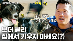 (90분) 슉.슈슉.시.신나는 보더콜리의 시골 라이프🐾 쉴 새 없이 뛰어다니는 