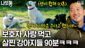 (90분) 토실토실 100kg 삼형제💕 보호자님 사랑 듬뿍 먹고 무럭무럭 자란 거대 강아지 모음🥰 | #고독한훈련사 #나중에또볼동영상