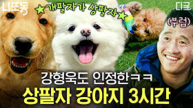 (3시간) 우리 집 강아지 눈 감아..😔 강형욱도 부러워하는 삶을 사는 반려견🐶 여기가 바로 개토피아 | #고독한훈련사 #나중에또볼동영상