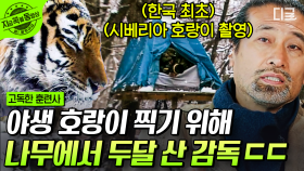 호랑이를 만나기 위해 하염없이 기다린 사진작가🐯 두 달간 긴 잠복 끝에 기다리던 호랑이를 만났다? | #고독한훈련사 #지금꼭볼동영상