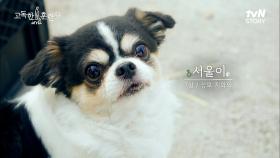 소에게 까불다 한 방 맞은 치와와..? 대동물 수의사 부부와 출근하는 치와와, 서울이! | tvN STORY 230302 방송