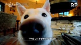 처음 보는 강아지 ＂만져도 돼요?＂ 질문에 명쾌한 답변! 강형욱의 단호한 한마디😱 | tvN STORY 230309 방송