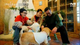(감동) 스트리트 출신 반려견과의 첫 만남 썰! 숲에 살던 강아지가 집까지 오게 된 사연 | tvN STORY 230309 방송