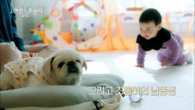 16살 댕댕이와 1살 아기의 케미..♡ 페키니즈 ＂초롱이＂의 최애템은 바로 아기 용품! | tvN STORY 230309 방송