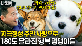 아픔을 가진 다롱이에서 사랑받는 봄이로 입양된 근황! 🐶 가장 사랑 받을 수 있는 곳으로 간 댕댕이들 모음 | #고독한훈련사 #나중에또볼동영상 (100분)