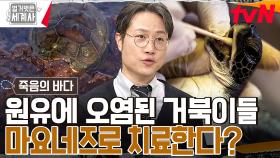 원유에 오염된 거북이들에게 '마요네즈'를 먹인다?! 바다를 살리기 위해 우리가 할 일들! | tvN 230314 방송