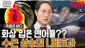 화상입은 연어들?? 바다에서 일어나는 폭염! 해양열파가 불러온 끔찍한 나비효과! | tvN 230314 방송